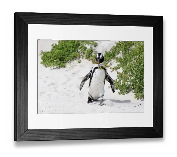 Framed Print : African Penguin -Spheniscus demersus-, adult, running on the beach, Boulders Beach, Simons Town, Western Cape, South Africa Framed Print : African Penguin -Spheniscus demersus-, adult, running on the beach, Boulders Beach, Simons Town, Western Cape, South Africa