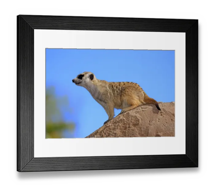 Framed Print : Meerkat -Suricata suricatta-, adult on rock, alert, Little Karoo, Western Cape, South Africa Framed Print : Meerkat -Suricata suricatta-, adult on rock, alert, Little Karoo, Western Cape, South Africa