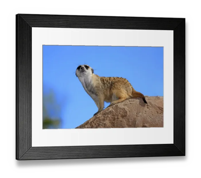 Framed Print : Meerkat -Suricata suricatta-, adult on rock, alert, Little Karoo, Western Cape, South Africa Framed Print : Meerkat -Suricata suricatta-, adult on rock, alert, Little Karoo, Western Cape, South Africa
