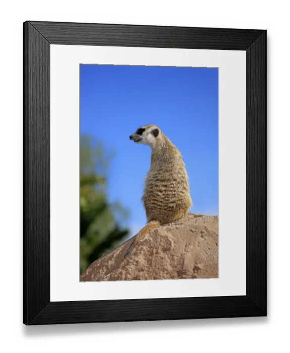 Framed Print : Meerkat -Suricata suricatta-, adult standing upright on rock, alert, Little Karoo, Western Cape, South Africa Framed Print : Meerkat -Suricata suricatta-, adult standing upright on rock, alert, Little Karoo, Western Cape, South Africa