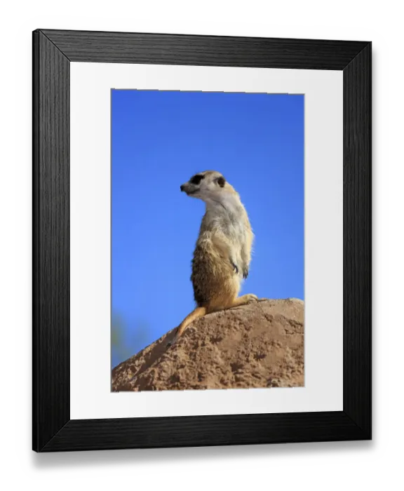 Framed Print : Meerkat -Suricata suricatta-, adult standing upright on rock, alert, Little Karoo, Western Cape, South Africa Framed Print : Meerkat -Suricata suricatta-, adult standing upright on rock, alert, Little Karoo, Western Cape, South Africa