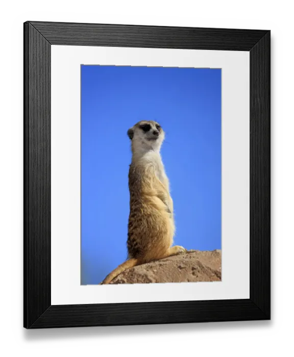 Framed Print : Meerkat -Suricata suricatta-, adult standing upright on rock, alert, Little Karoo, Western Cape, South Africa Framed Print : Meerkat -Suricata suricatta-, adult standing upright on rock, alert, Little Karoo, Western Cape, South Africa