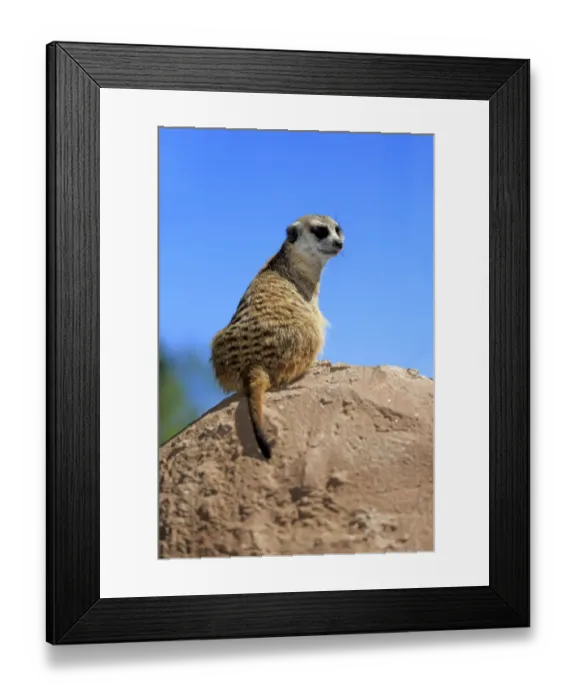 Framed Print : Meerkat -Suricata suricatta-, adult on rock, alert, Little Karoo, Western Cape, South Africa Framed Print : Meerkat -Suricata suricatta-, adult on rock, alert, Little Karoo, Western Cape, South Africa