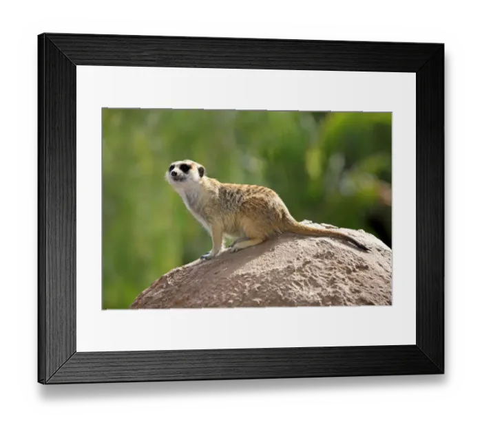Framed Print : Meerkat -Suricata suricatta-, adult on rock, alert, Little Karoo, Western Cape, South Africa Framed Print : Meerkat -Suricata suricatta-, adult on rock, alert, Little Karoo, Western Cape, South Africa