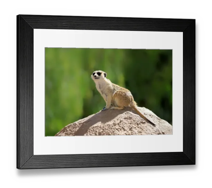 Framed Print : Meerkat -Suricata suricatta-, adult on rock, alert, Little Karoo, Western Cape, South Africa Framed Print : Meerkat -Suricata suricatta-, adult on rock, alert, Little Karoo, Western Cape, South Africa