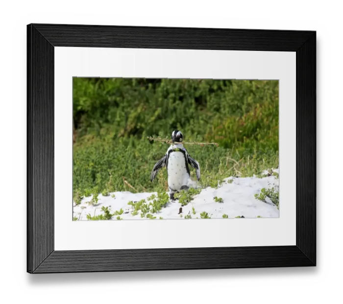 Framed Print : African Penguin -Spheniscus demersus-, adult, running, Boulders Beach, Simons Town, Western Cape, South Africa Framed Print : African Penguin -Spheniscus demersus-, adult, running, Boulders Beach, Simons Town, Western Cape, South Africa