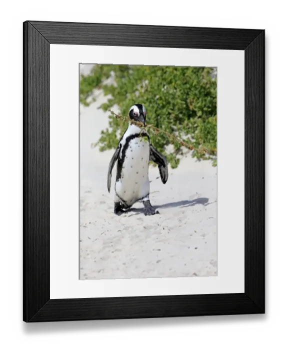 Framed Print : African Penguin -Spheniscus demersus-, adult, running on the beach, Boulders Beach, Simons Town, Western Cape, South Africa
