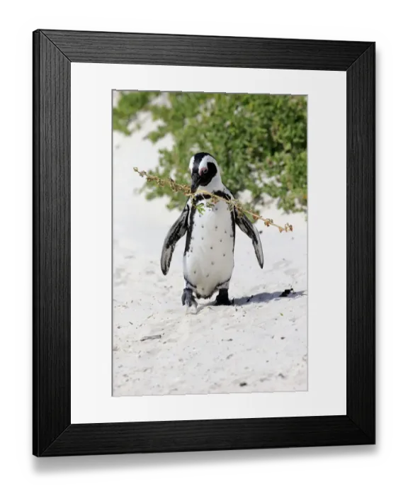 Framed Print : African Penguin -Spheniscus demersus-, adult, running on the beach, Boulders Beach, Simons Town, Western Cape, South Africa Framed Print : African Penguin -Spheniscus demersus-, adult, running on the beach, Boulders Beach, Simons Town, Western Cape, South Africa