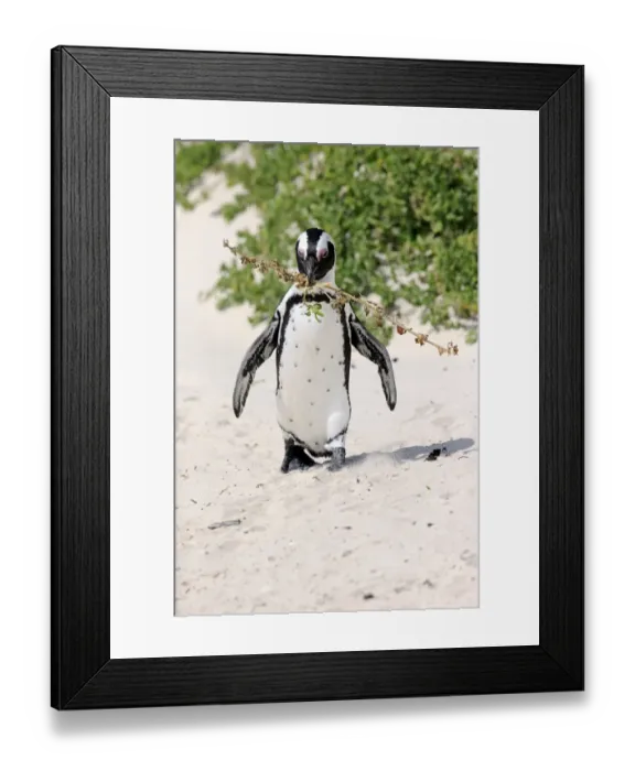 Framed Print : African Penguin -Spheniscus demersus-, adult, running on the beach, Boulders Beach, Simons Town, Western Cape, South Africa Framed Print : African Penguin -Spheniscus demersus-, adult, running on the beach, Boulders Beach, Simons Town, Western Cape, South Africa