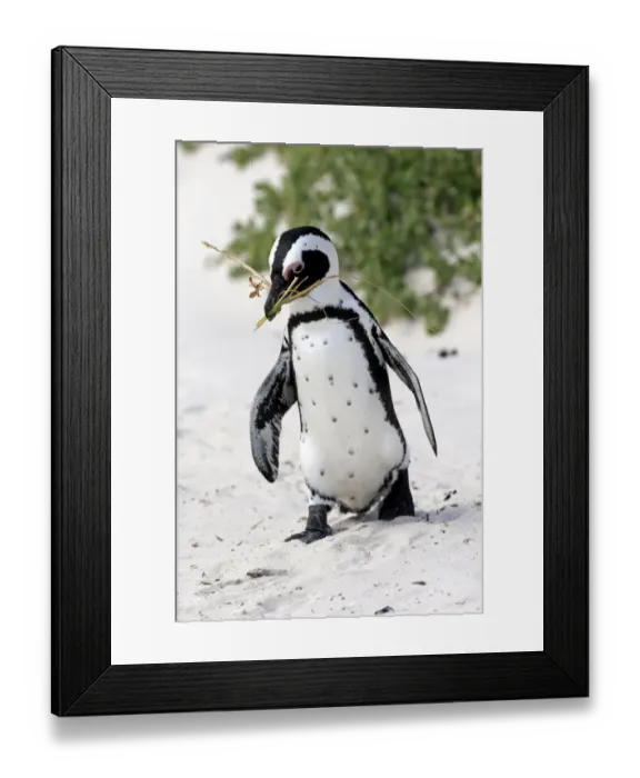Framed Print : African Penguin -Spheniscus demersus-, adult, running on the beach, Boulders Beach, Simons Town, Western Cape, South Africa Framed Print : African Penguin -Spheniscus demersus-, adult, running on the beach, Boulders Beach, Simons Town, Western Cape, South Africa