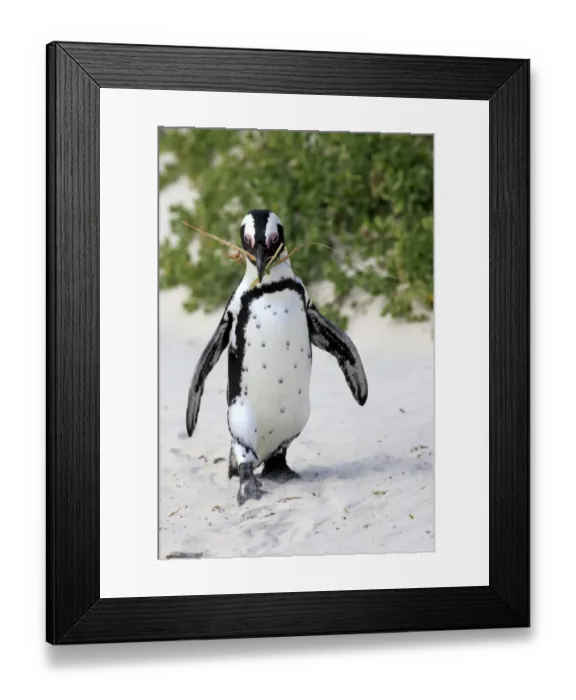 Framed Print : African Penguin -Spheniscus demersus-, adult, running on the beach, Boulders Beach, Simons Town, Western Cape, South Africa Framed Print : African Penguin -Spheniscus demersus-, adult, running on the beach, Boulders Beach, Simons Town, Western Cape, South Africa