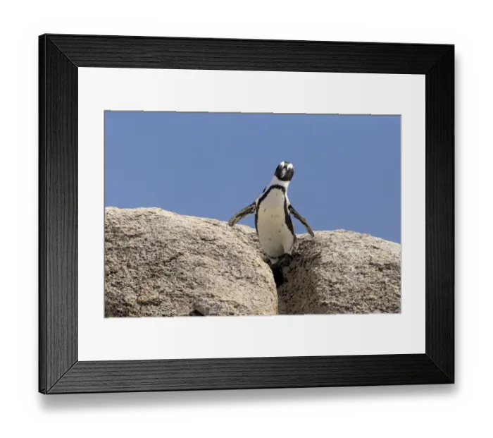 Framed Print : African Penguin -Spheniscus demersus-, adult on rock, Boulders Beach, Simons Town, Western Cape, South Africa Framed Print : African Penguin -Spheniscus demersus-, adult on rock, Boulders Beach, Simons Town, Western Cape, South Africa