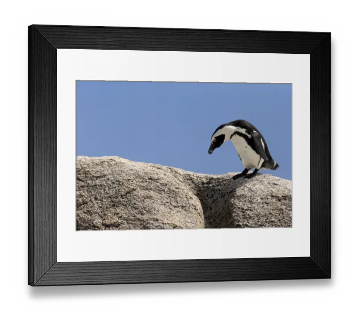 Framed Print : African Penguin -Spheniscus demersus-, adult on rock, Boulders Beach, Simons Town, Western Cape, South Africa Framed Print : African Penguin -Spheniscus demersus-, adult on rock, Boulders Beach, Simons Town, Western Cape, South Africa