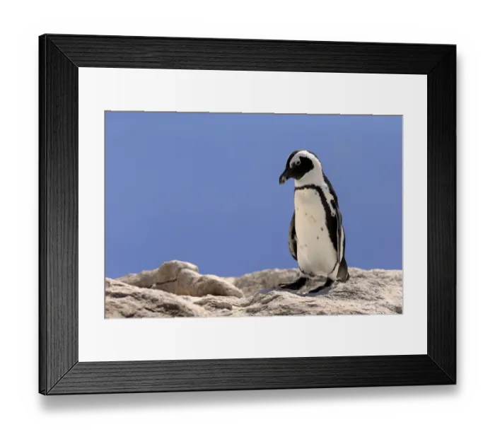Framed Print : African Penguin -Spheniscus demersus-, adult on rock, Boulders Beach, Simons Town, Western Cape, South Africa Framed Print : African Penguin -Spheniscus demersus-, adult on rock, Boulders Beach, Simons Town, Western Cape, South Africa