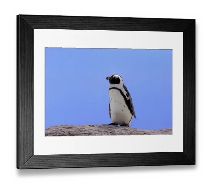 Framed Print : African Penguin -Spheniscus demersus-, adult on rock, Boulders Beach, Simons Town, Western Cape, South Africa Framed Print : African Penguin -Spheniscus demersus-, adult on rock, Boulders Beach, Simons Town, Western Cape, South Africa