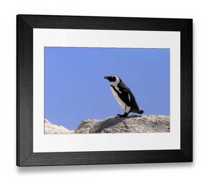 Framed Print : African Penguin -Spheniscus demersus-, adult on rock, Boulders Beach, Simons Town, Western Cape, South Africa Framed Print : African Penguin -Spheniscus demersus-, adult on rock, Boulders Beach, Simons Town, Western Cape, South Africa