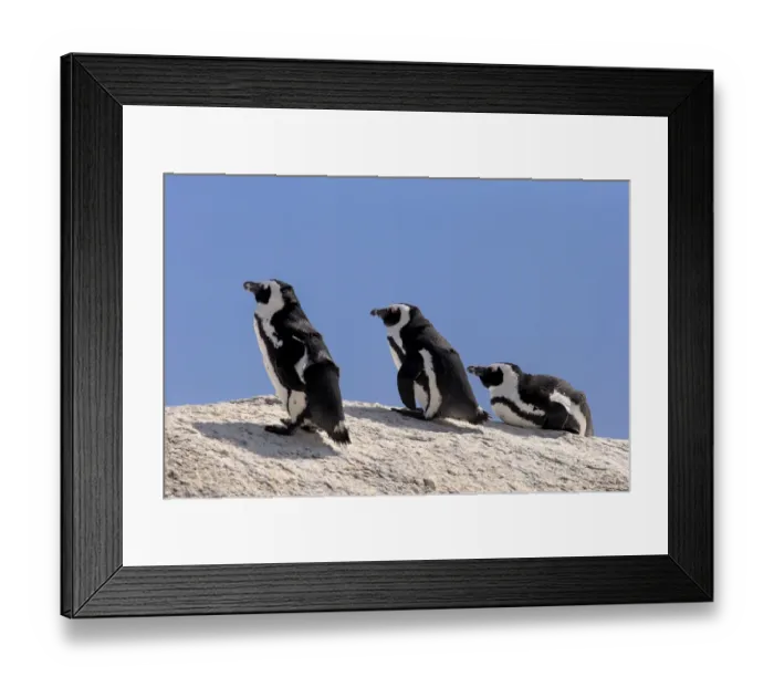 Framed Print : African Penguins -Spheniscus demersus- on rocks, Boulders Beach, Simons Town, Western Cape, South Africa Framed Print : African Penguins -Spheniscus demersus- on rocks, Boulders Beach, Simons Town, Western Cape, South Africa