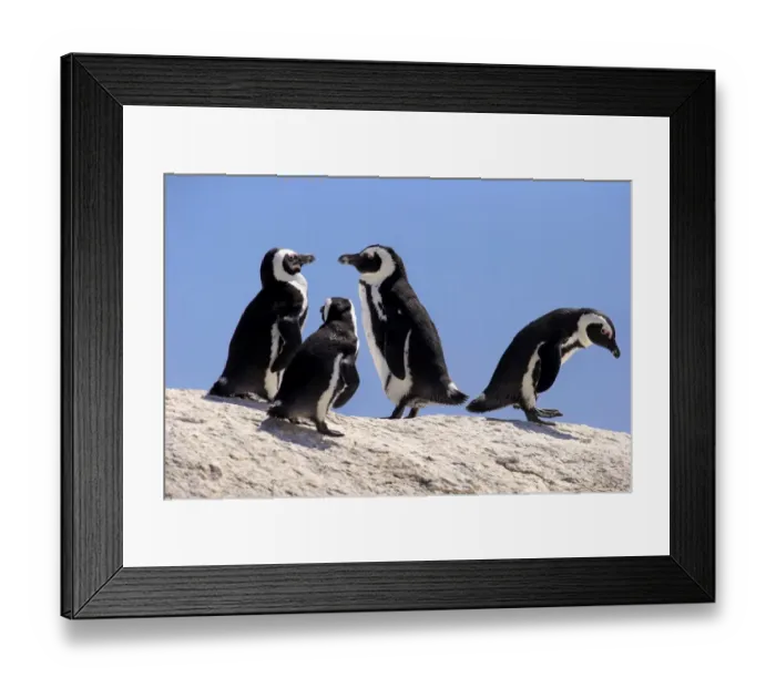 Framed Print : African Penguins -Spheniscus demersus- on rocks, Boulders Beach, Simons Town, Western Cape, South Africa Framed Print : African Penguins -Spheniscus demersus- on rocks, Boulders Beach, Simons Town, Western Cape, South Africa