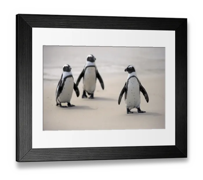 Framed Print : African Penguins -Spheniscus demersus- on the beach, Boulders Beach, Simons Town, Western Cape, South Africa Framed Print : African Penguins -Spheniscus demersus- on the beach, Boulders Beach, Simons Town, Western Cape, South Africa