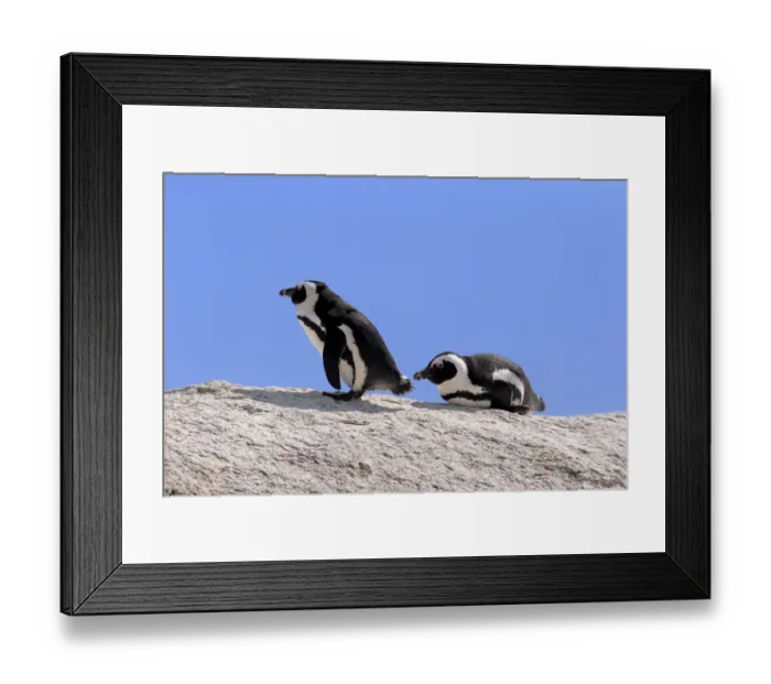 Framed Print : African Penguins -Spheniscus demersus-, pair on rocks, Boulders Beach, Simons Town, Western Cape, South Africa