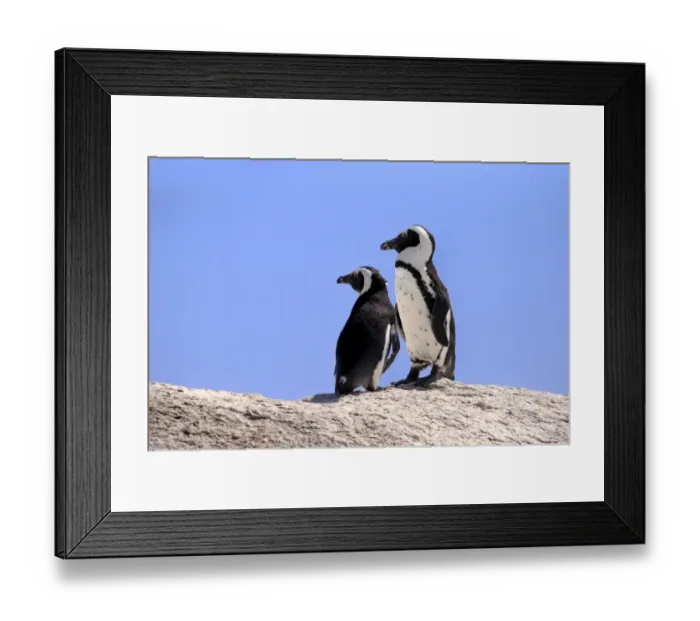 Framed Print : African Penguins -Spheniscus demersus-, pair on rocks, Boulders Beach, Simons Town, Western Cape, South Africa Framed Print : African Penguins -Spheniscus demersus-, pair on rocks, Boulders Beach, Simons Town, Western Cape, South Africa