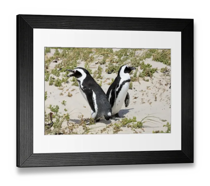 Framed Print : African Penguins -Spheniscus demersus-, pair at their breeding ground, Boulders Beach, Simons Town, Western Cape, South Africa