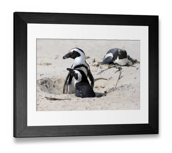 Framed Print : African Penguins -Spheniscus demersus-, pair at nest hole, Boulders Beach, Simons Town, Western Cape, South Africa Framed Print : African Penguins -Spheniscus demersus-, pair at nest hole, Boulders Beach, Simons Town, Western Cape, South Africa