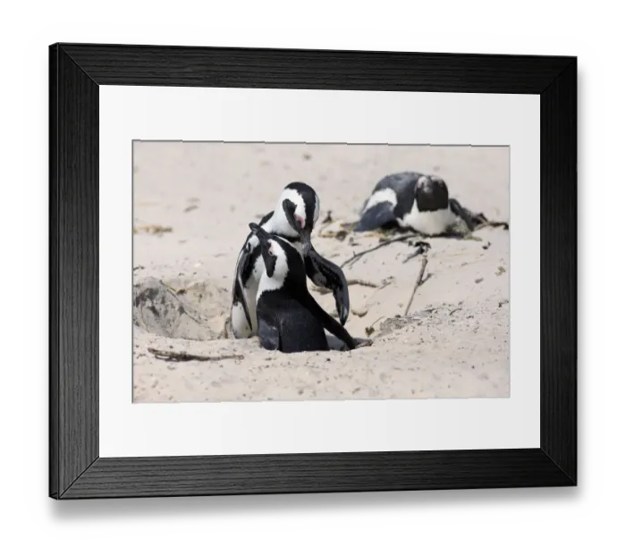 Framed Print : African Penguins -Spheniscus demersus-, pair at nest hole, Boulders Beach, Simons Town, Western Cape, South Africa Framed Print : African Penguins -Spheniscus demersus-, pair at nest hole, Boulders Beach, Simons Town, Western Cape, South Africa