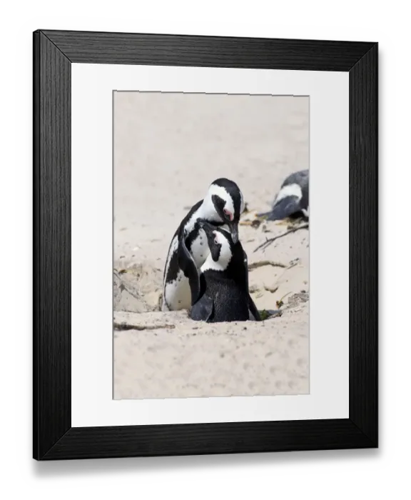 Framed Print : African Penguins -Spheniscus demersus-, pair at nest hole, Boulders Beach, Simons Town, Western Cape, South Africa Framed Print : African Penguins -Spheniscus demersus-, pair at nest hole, Boulders Beach, Simons Town, Western Cape, South Africa