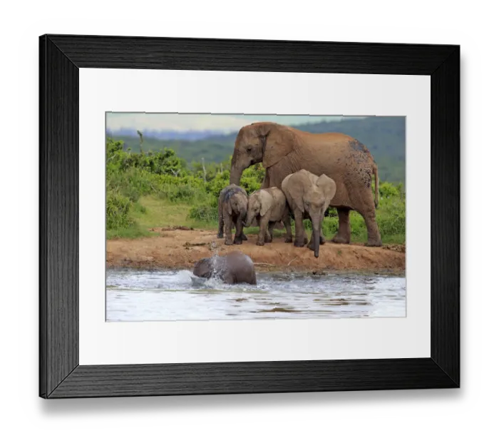 Framed Print : African Elephants -Loxodonta africana-, female with young animals at the waterhole, Addo Elephant National Park, Eastern Cape, South Africa Framed Print : African Elephants -Loxodonta africana-, female with young animals at the waterhole, Addo Elephant National Park, Eastern Cape, South Africa