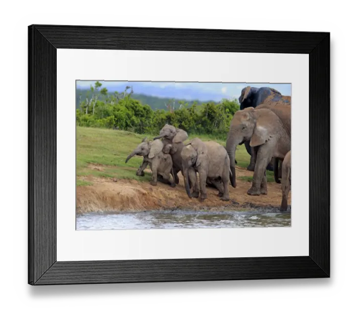 Framed Print : African Elephants -Loxodonta africana-, herd with young animals at the waterhole, Addo Elephant National Park, Eastern Cape, South Africa Framed Print : African Elephants -Loxodonta africana-, herd with young animals at the waterhole, Addo Elephant National Park, Eastern Cape, South Africa