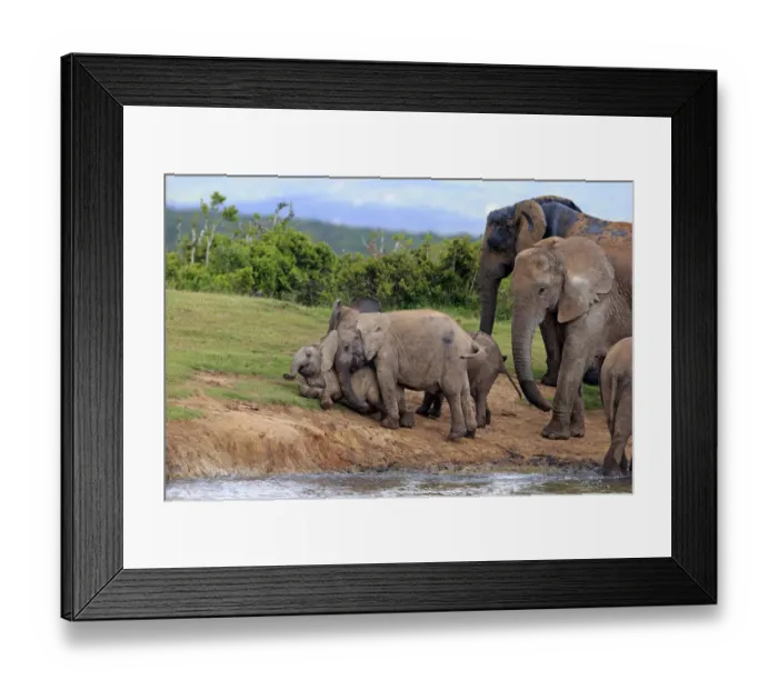 Framed Print : African Elephants -Loxodonta africana-, herd with young animals at the waterhole, Addo Elephant National Park, Eastern Cape, South Africa