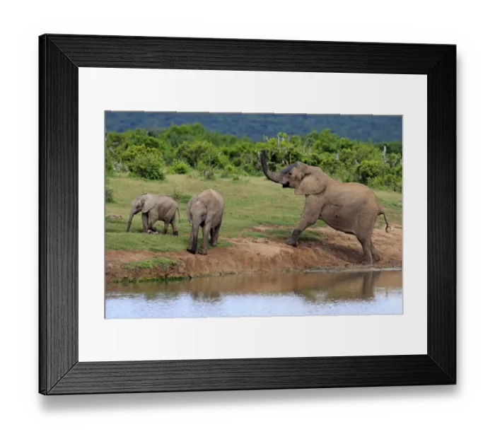 Framed Print : African Elephants -Loxodonta africana-, female with young animals at the waterhole, Addo Elephant National Park, Eastern Cape, South Africa Framed Print : African Elephants -Loxodonta africana-, female with young animals at the waterhole, Addo Elephant National Park, Eastern Cape, South Africa