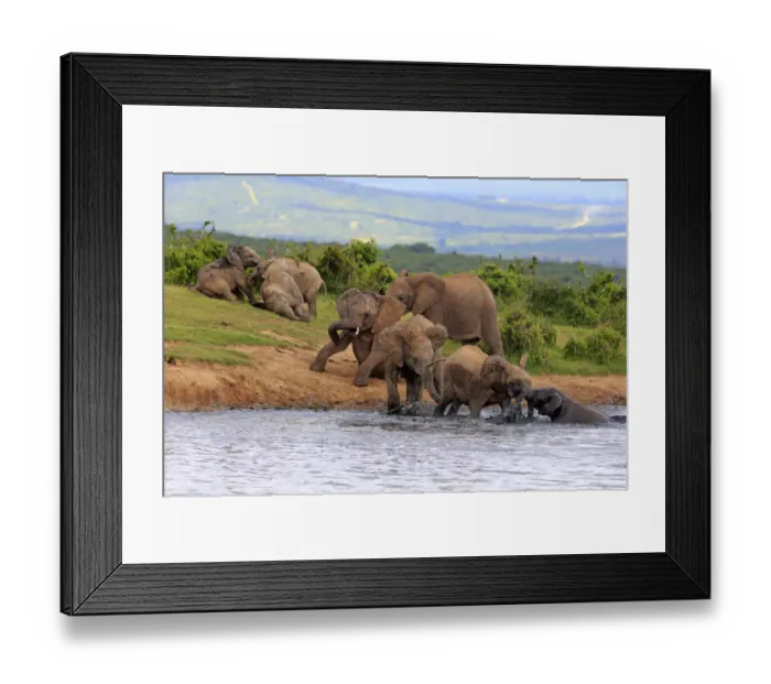 Framed Print : African Elephants -Loxodonta africana-, herd with young animals at the waterhole, Addo Elephant National Park, Eastern Cape, South Africa Framed Print : African Elephants -Loxodonta africana-, herd with young animals at the waterhole, Addo Elephant National Park, Eastern Cape, South Africa