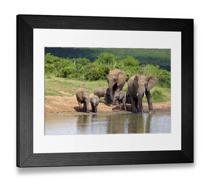 Framed Print : African Elephants -Loxodonta africana-, herd with young animals at the waterhole, Addo Elephant National Park, Eastern Cape, South Africa Framed Print : African Elephants -Loxodonta africana-, herd with young animals at the waterhole, Addo Elephant National Park, Eastern Cape, South Africa