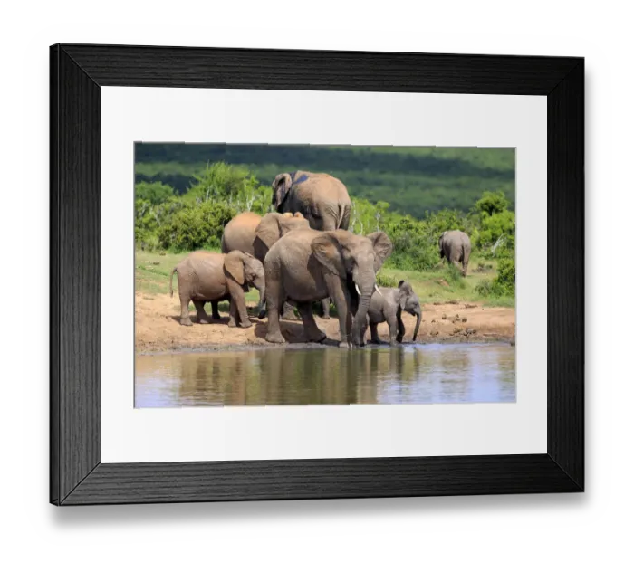 Framed Print : African Elephants -Loxodonta africana-, herd with young animals at the waterhole, Addo Elephant National Park, Eastern Cape, South Africa Framed Print : African Elephants -Loxodonta africana-, herd with young animals at the waterhole, Addo Elephant National Park, Eastern Cape, South Africa