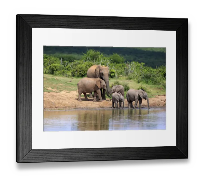 Framed Print : African Elephants -Loxodonta africana-, adult with young animals at the waterhole, Addo Elephant National Park, Eastern Cape, South Africa Framed Print : African Elephants -Loxodonta africana-, adult with young animals at the waterhole, Addo Elephant National Park, Eastern Cape, South Africa