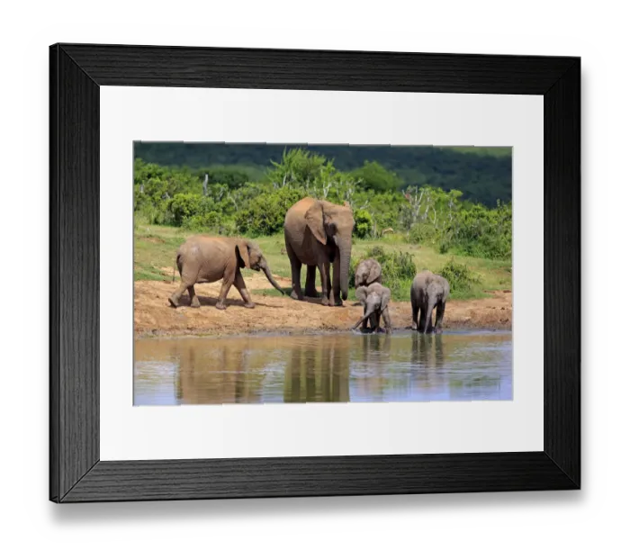 Framed Print : African Elephants -Loxodonta africana-, adult with young animals at the waterhole, Addo Elephant National Park, Eastern Cape, South Africa Framed Print : African Elephants -Loxodonta africana-, adult with young animals at the waterhole, Addo Elephant National Park, Eastern Cape, South Africa