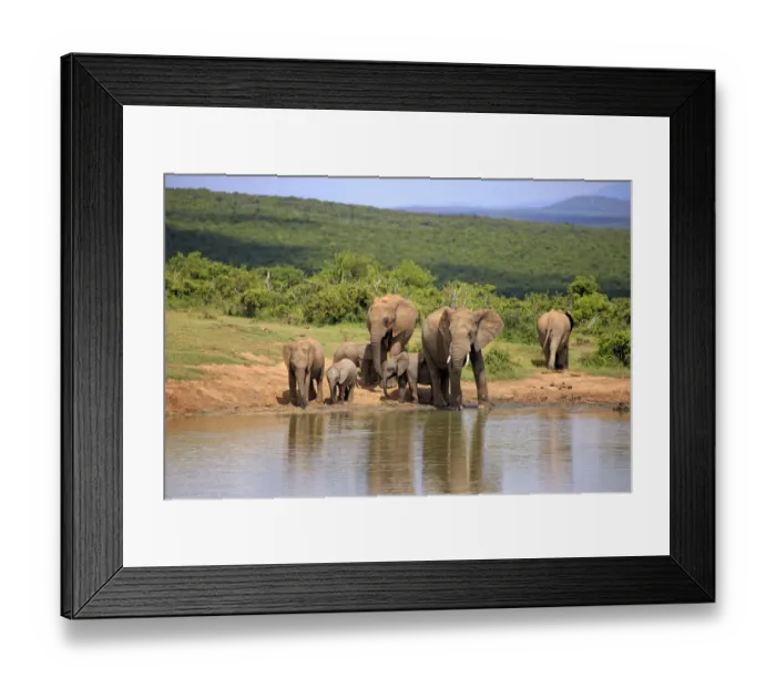 Framed Print : African Elephants -Loxodonta africana-, herd with young animals at the waterhole, Addo Elephant National Park, Eastern Cape, Sudafrikalour