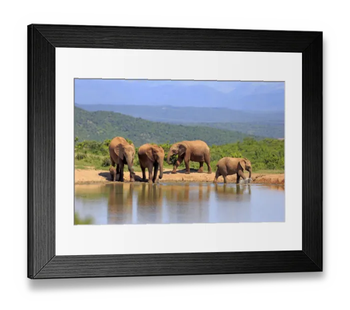 Framed Print : African Elephants -Loxodonta africana-, herd with young at the waterhole, Addo Elephant National Park, Eastern Cape, South Africa Framed Print : African Elephants -Loxodonta africana-, herd with young at the waterhole, Addo Elephant National Park, Eastern Cape, South Africa