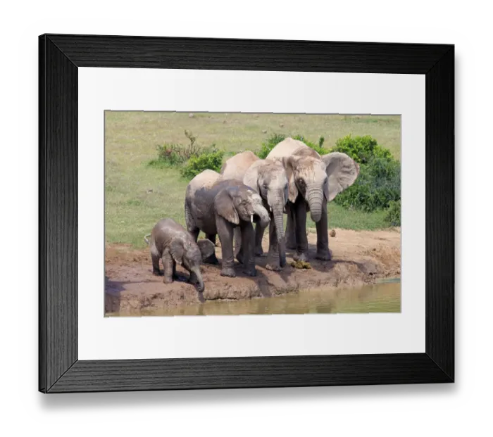 Framed Print : African Elephants -Loxodonta africana-, herd with young at the waterhole, Addo Elephant National Park, Eastern Cape, South Africa Framed Print : African Elephants -Loxodonta africana-, herd with young at the waterhole, Addo Elephant National Park, Eastern Cape, South Africa
