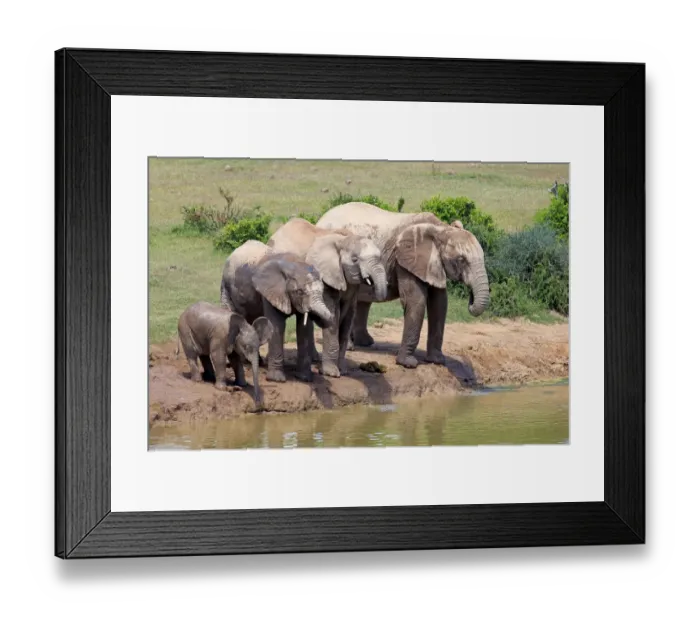 Framed Print : African Elephants -Loxodonta africana-, herd with young at the waterhole, Addo Elephant National Park, Eastern Cape, South Africa