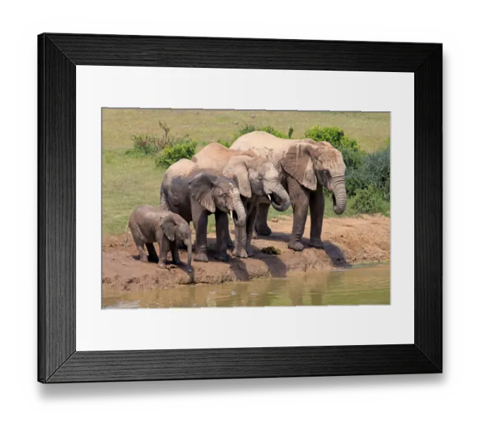Framed Print : African Elephants -Loxodonta africana-, herd with young at the waterhole, Addo Elephant National Park, Eastern Cape, South Africa Framed Print : African Elephants -Loxodonta africana-, herd with young at the waterhole, Addo Elephant National Park, Eastern Cape, South Africa