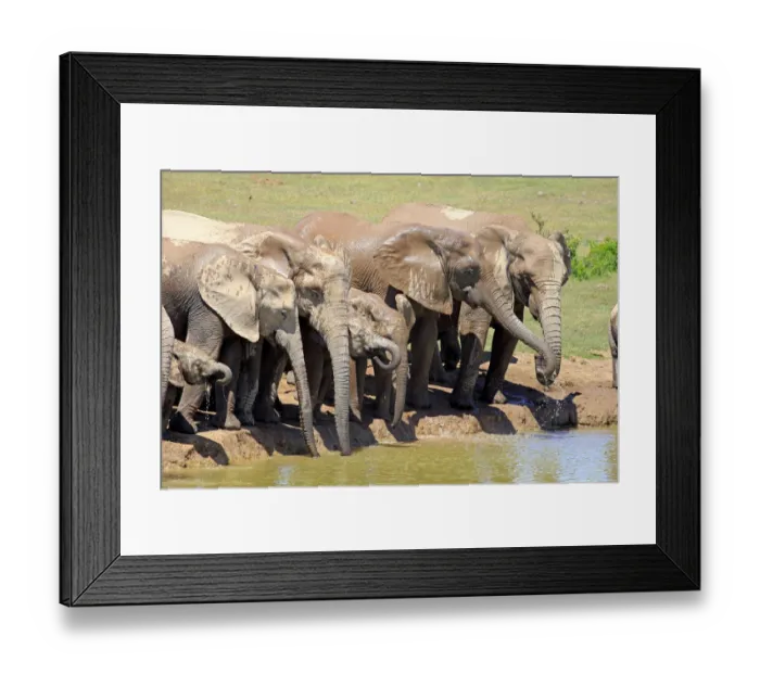 Framed Print : African Elephants -Loxodonta africana-, herd with young at the waterhole, Addo Elephant National Park, Eastern Cape, South Africa Framed Print : African Elephants -Loxodonta africana-, herd with young at the waterhole, Addo Elephant National Park, Eastern Cape, South Africa