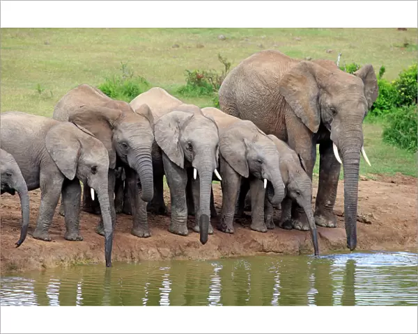 African Elephants -Loxodonta africana-, herd with young at the waterhole, Addo Elephant National Park, Eastern Cape, South Africa