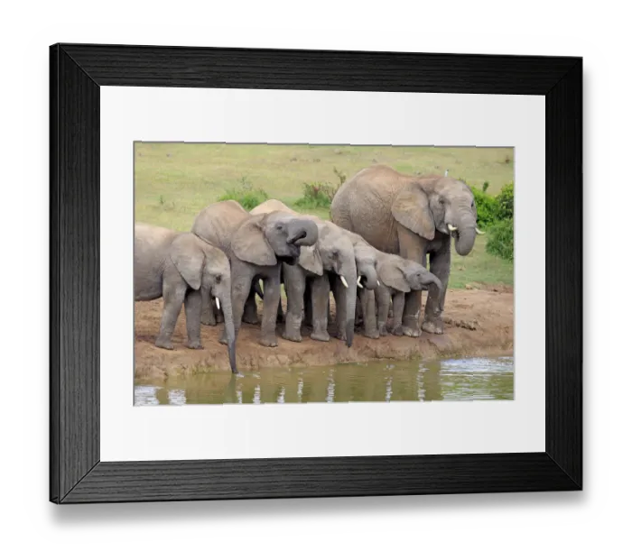 Framed Print : African Elephants -Loxodonta africana-, herd with young at the waterhole, Addo Elephant National Park, Eastern Cape, South Africa Framed Print : African Elephants -Loxodonta africana-, herd with young at the waterhole, Addo Elephant National Park, Eastern Cape, South Africa