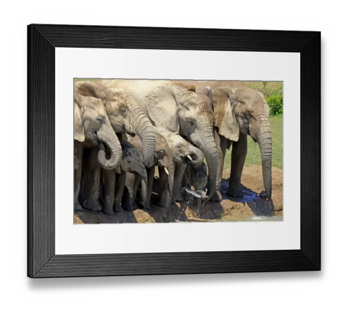 Framed Print : African Elephants -Loxodonta africana-, herd with young at the waterhole, Addo Elephant National Park, Eastern Cape, South Africa Framed Print : African Elephants -Loxodonta africana-, herd with young at the waterhole, Addo Elephant National Park, Eastern Cape, South Africa