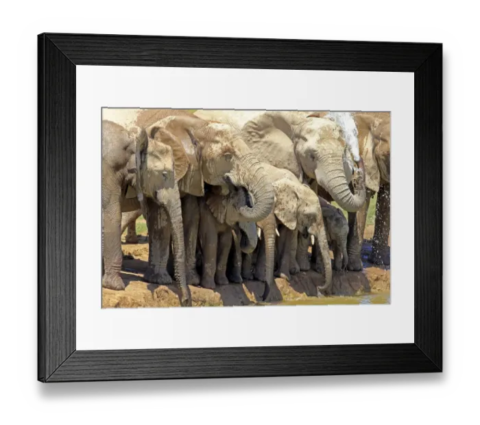 Framed Print : African Elephants -Loxodonta africana-, herd with young at the waterhole, Addo Elephant National Park, Eastern Cape, South Africa Framed Print : African Elephants -Loxodonta africana-, herd with young at the waterhole, Addo Elephant National Park, Eastern Cape, South Africa