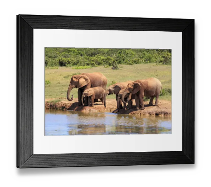 Framed Print : African Elephants -Loxodonta africana-, herd drinking at waterhole, Addo Elephant National Park, Eastern Cape, South Africa Framed Print : African Elephants -Loxodonta africana-, herd drinking at waterhole, Addo Elephant National Park, Eastern Cape, South Africa