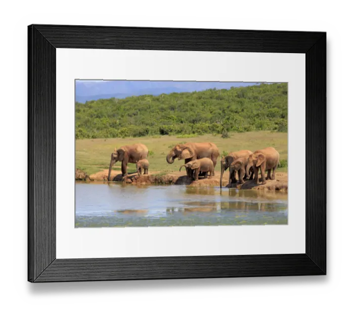 Framed Print : African Elephants -Loxodonta africana-, herd with young animals at the waterhole, Addo Elephant National Park, Eastern Cape, South Africa Framed Print : African Elephants -Loxodonta africana-, herd with young animals at the waterhole, Addo Elephant National Park, Eastern Cape, South Africa